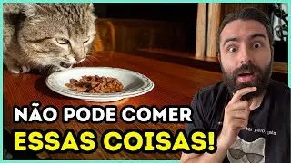Como deve ser a alimentação de um gato com Doença Inflamatória Intestinal?