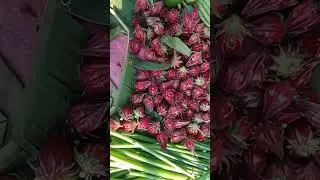 Chukai | Chukur | Mesta | Tart fruit | Hoilfa |&nbsp;Roselle fruit