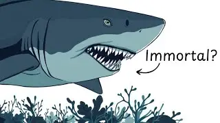 The Slowest Yet Most Dangerous Predator in Ocean