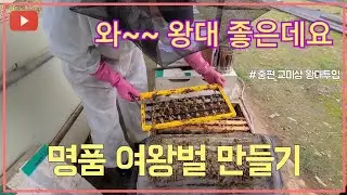 명품 여왕벌 만들기, #2편 - 교미상 왕대투입