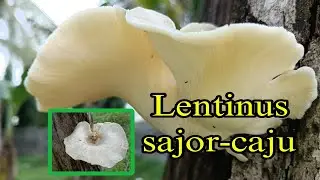 Lentinus sajor-caju