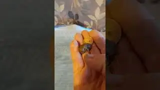 just showing yous a baby harvest mouse