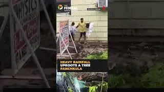 Haryana: Tree falls on school vehicle in Panchkula amid heavy rainfall