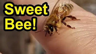Gentle Honey Bee Lands On My Finger!