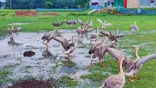 Look at how the Desi King duck 5