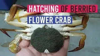 Hatching of Berried Flower Crab in RAS | Hatchery for Crab Farming