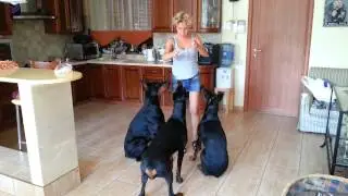 СТАЯ 3 / доберманы / Dobermann terriers in pack