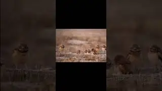 Burrowing Owls Sneaking Skills 🤣 #burrowingowl #owls #funny #memeanimal #animallovers