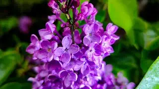 ASMR восхитительные звуки природы весеннего утра  / Сирень после дождя
