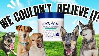 Is ProBright Powder For Bad Breath Actually Good For Dogs? | Taste Test With 5 Dogs
