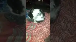 tutu ❤️cute rabbit 😘 #rabbit #youtubeshorts #shorts