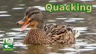 Mallard duck quacking / call sounds | Female / Hen