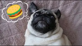 Day in the life of a Pug | Stephanie Caroline