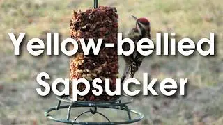 Yellow-bellied Sapsucker (woodpecker) photos from late winter feeding on a Mr Bird Seed Block