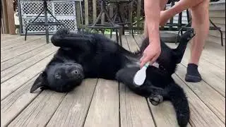 Leia the Black German Shepherd Loves Brushes!