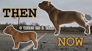 AMERICAN POCKET BULLY 8 WEEKS TO 1 YEAR (SHORT VERSION) #dog #dogtraining #americanbully #puppy