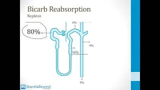 Renal   2  Acid Base   1 Acid Excretion