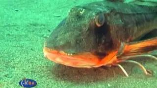 Тригла.Chelidonichthys lucernus.Tub gurnard.