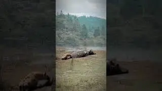 Wrong Target! Hyena vs. Hippo #animals #wildlife