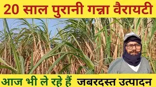 20 साल पुरानी गन्ना वैरायटी से किसान कैलाश सिंह आज भी ले रहे हैं जबरदस्त उत्पादन।