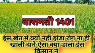 बासमती 1401 में नहीं ख़ाली दाने ना ही झंडा रोग आख़िर क्या डाला ईस किसान ने