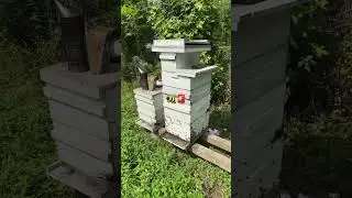 Adapting to the Honeybee #honey #backyardbeekeeping #savethebees #honeybees #beekeeping #honey