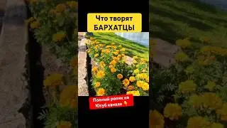 Заменит целую Аптеку! #травы #иммунитет #бархатцы #народныерецепты