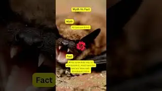 🦇  Bat Vision Secrets || #bat #facts #reelsvideo