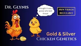 15. Chicken Genetics - Gold and Silver