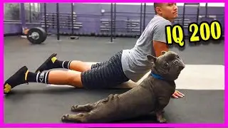 Dogs Being Dramatic 😂 | Smart & Silly Dog Reactions That Will Make You Laugh 2025