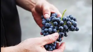 Eye on Northwest Wines