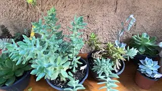 INCRÍVEIS TÉCNICAS para fazer o vaso ENCHER de SUCULENTAS