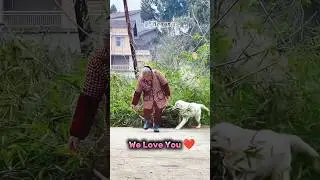 Lovely Dog 🧡 #shorts #edit #dog #kindness #love