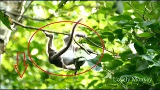 Little Charle Stole My Heart & Make Me Shock With Your Hyper Activity 0n The Branch Nearly Fall Down