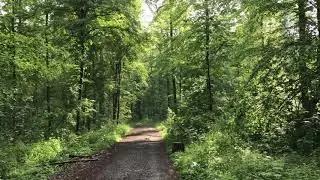Tolle Pfade Wanderung W&uuml;stenbach - Buchenbach