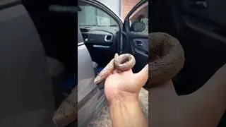 coc&ocirc; no carro #comedy #humor #shortvideo