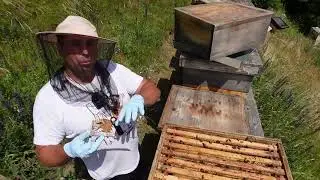 Bienendurchsicht  Uncut Bienen Königin finden.