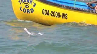 Dolphin at coco beach, Goa