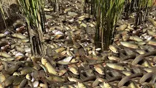 Unique Fishing Exciting in Growing Season - Amazing Fisher Boy Found & Catching a Lot Of Babe Fish