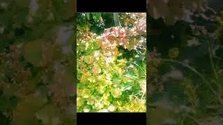Мой прекрасный сад #1 My beautiful garden #1