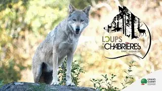 Bienvenue au parc animalier des LOUPS DE CHABRIERES !