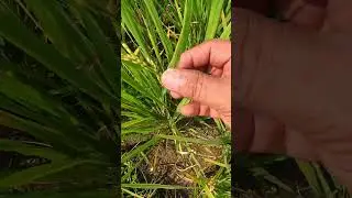🌾 நெல் கதிர் கனமா வளர்ந்தா தண்டு தானா வளைஞ்சிடும்! 🔥 Rice Sulphate Potash fertilizer