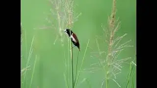 Tri colour munia