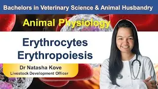Erythrocytes & Erythropoiesis| Veterinary Physiology #blood #bvscah #veterinaryphysiology