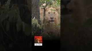 Lion charge