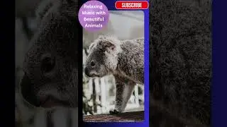 #57 Relaxing music with beautiful animals - New Series #wildlife #animals #meditation #mindfulness
