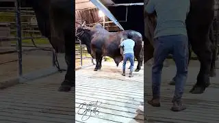 1300 kg giant with exceptional size and muscularity