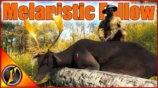 Melanistic Fallow Buck on a Hirschfelden Wood Grouse Hunt!