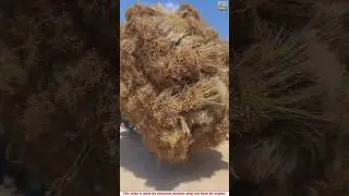 Chinese farmers' old method of harvesting flax seeds 🤯