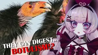This Bird TRAUMATIZED me | Why We Owe a Vulture on Steroids an Apology | Casual Geographic Reaction